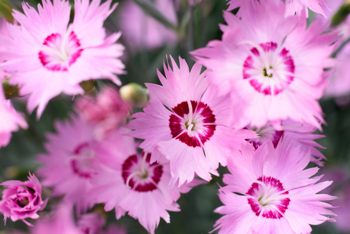 flor-de-clavel-de-la-pradera-vzana